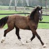Welsh Cob - Valando als jaarling-1